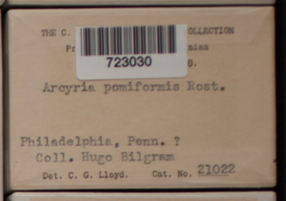 Arcyria pomiformis image